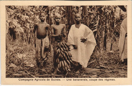 PC UNE BANANERAIE COUPE DES REGIMES FRENCH GUINEA ETHNIC TYPE (a28710) - Guinée