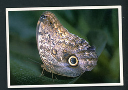CPM - PAPILLONS - PAPILLON CHOUETTE - Schmetterlinge