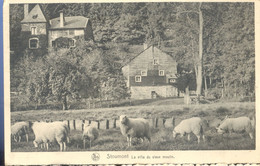 Cpsm   Stoumont    Moutons  1951 - Stoumont