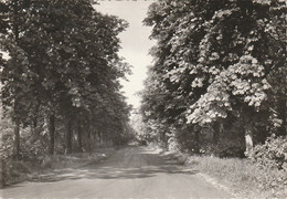 St. Antonius-Brecht ( Zoersel ) : Kroondreef / Toegangspoort Tot Het Dom. Steynhoeve - Zoersel