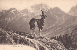 Suisse - Valais - Sur L'alpe Jj3257 Jullien Ziege Chevre Goat - Sonstige & Ohne Zuordnung