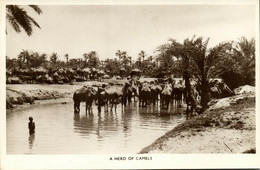 Bahrain, Herd Of Camels (1930s) RPPC Postcard - Bahrein