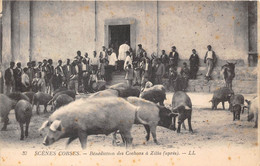 20- ZILIA- SCENES CORSES- BENEDICTION DES COCHONS A ZILIA ( APRES ) - Altri & Non Classificati