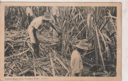 TRINIDAD - Cutting Sugar Cane - British West Indies  To USA - Trinidad