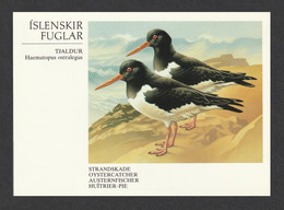 ICELAND 1987 Birds / Oystercatcher: Postcard MINT/UNUSED - Enteros Postales