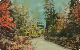 Nature At Her Best Akong A Rustic Trail, Muskoka Lakes, Playground Of Ontario - Muskoka