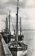 CAYEUX - Le Hourdel, Bateaux De Pêche. - Pêche