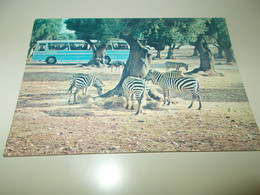 B819  Zebre Zoo Safari Di Fasano No Viaggiata - Cebras