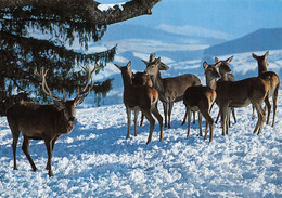 Cerfs - Cervus Elaphus L. Hirschrudel  Red Deers ♥♥♥ - Other & Unclassified