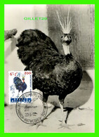 CARTE-MAXIMUM, 1962 - ANTWERPEN, ZOO - PAON CONGOLAIS - - 1961-1970