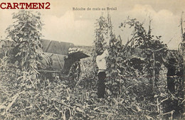 BRESIL BRAZIL  RECOLTE DE MAIS AU BRESIL AGRICULTURE - Autres & Non Classés