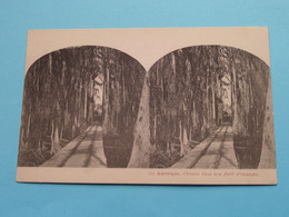 Amérique > Chemin Dans Une Forêt D'Oranges > USA ( N° 912 ) Anno 19?? ( See SCANS ) Carte Stéréo ! - Cartoline Stereoscopiche