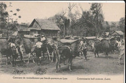 LAOS - Caravane De Ravitaillement Par Les Boeufs-porteurs, Au Laos - Laos