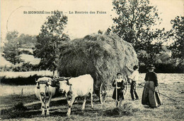 St Honoré Les Bains * La Rentrée Des Foins * Attelage Boeufs * Agriculture Fermier Travail Aux Champs - Saint-Honoré-les-Bains