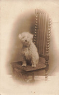 CPA Photo D'un Petit Chien Caniche Sur Une Chaise - Fotografie