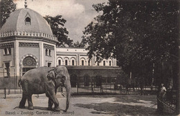 CPA Basel - Zoolog - Garten - Miss Jenny - Eléphant - Zoo - Elefantes
