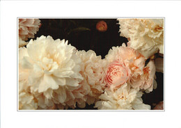 Marie Crousse- Pivoine Herbacée Double - Crousse - 1892 - - Flowers