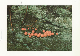 CARTE POSTALE NEUVE THEME CHAMPIGNONS LYCOGALE ROSE. - Paddestoelen