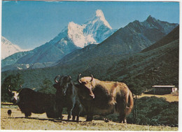 Mt. Ama Dablam And Yak, Nepal - Népal