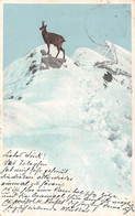 CHAMOIS DANS LES HAUTED ALPES - POSTED 1905 ~ A 117 YEAR OLD POSTCARD #223380 - Cham