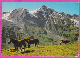 281189 / Austria Tier- Idyll ( Noriker ) Mit Wiesbachhorn 3570m Horse Cow Malerisches Salzburger Bergland PC Österreich - Altri & Non Classificati