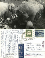 East Pakistan, BANGLADESH, Elephant Khedda, Stockade Trap (1963) RPPC Postcard 1 - Bangladesh