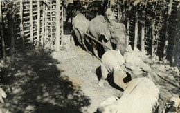 East Pakistan, BANGLADESH, Elephant Khedda, Stockade Trap (1963) RPPC Postcard 2 - Bangladesch