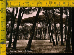 Lucca Forte Dei Marmi La Pineta - Lucca