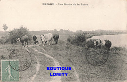 45 Briare CPA Les Bords De La Loire Vaches Vache - Briare