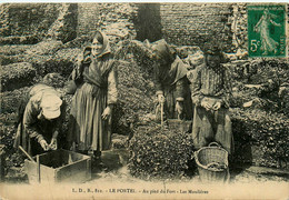 Le Portel * Au Pied Du Fort * Les Moulières * Mytiliculture * Type Femmes - Le Portel