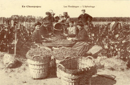 REGION CHAMPAGNE LES VENDANGES L'EPLUCHAGE - Champagne-Ardenne