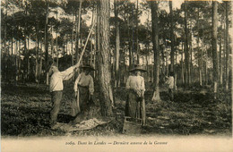 Dans Les Landes * La Dernière Amasse De La Gemme * Résiniers - Autres & Non Classés