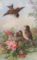 3 Cartes Klein  Oiseaux , Rose , Fleurs Quelques Défauts - Klein, Catharina