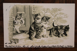 AK 1902 CPA Tiere Katze Litho Kätzchen Chats Chatons Gaufrée - Ante 1900