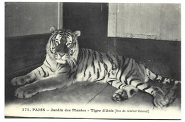 TIGRE - PARIS - Jardin Des Plantes - Tigre D'Asie - Tigers