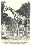 GIRAFE - PARIS - Jardin Des Plantes - La Girafe Ménélik - Giraffes