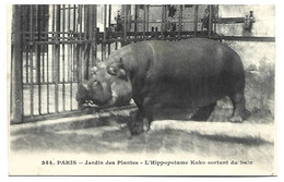 HIPPOPOTAME - PARIS - Jardin Des Plantes - L'Hippopotame Kako Sortant Du Bain - Hippopotamuses