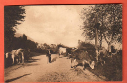 ZRW-10 TRES RARE St.-Gingolph Sur La Route Du Bouveret. Berger Avec Ses Vaches.  Schnegg 561. NC - Saint-Gingolph