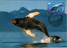 Australian Antarctic Territory 1995 Whales And Dolphins,Humpback Whales,maximum Card - Maximumkarten