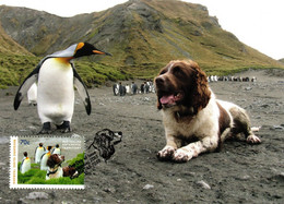 Australian Antarctic Territory 2015  The Dogs That Saved Macquarie Island,Spaniel And King Penguin,maximum Card - Maximum Cards