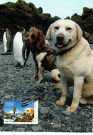 Australian Antarctic Territory 2015  The Dogs That Saved Macquarie Island,Dogs With King Penguins,maximum Card - Maximumkaarten