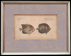 1787 Original Fish Engraving Marcus Elieser Bloch (1723-1779) Chaetodon Annularis, Chaetodon Octofasciatus - Stampe & Incisioni