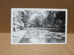 ILE MAURICE Photographie Type Carte Photo Jardin De Pamplemousse - Mauritius