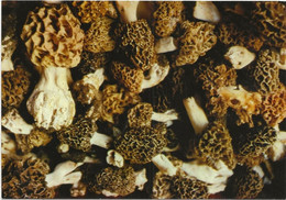 22-10-3033 Morilles - Le Périgord Gastronomique - Paddestoelen