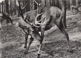 NASSOGNE - Parc à Gibier - Cerf (12 Cors) - Nassogne