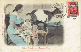 Cuba Habana  Chira Criandura  Nursing Goat 1925 - Cuba