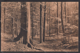 ✅ CPA FORET DE SOIGNES  Vallon Des Palissades Em. Empain Ligue Des Amis De La Forêt De Soignes Circa 1911 9x14cm #944015 - Forêts, Parcs, Jardins