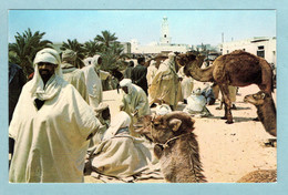 CP Algérie - El Oued - Le Souk Aux Chameaux - El-Oued