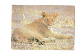 Cpm - Botswana - Lionne - Lioness - Chobe National Park - 1987 - - Botswana