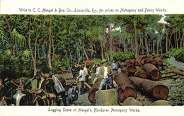 Br. Honduras, BELIZE, Logging Scene, Horse Carts, Mengel's Mahogany Camp (1900s) - Belice